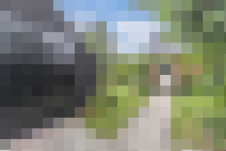 Hegewei 11 Nijega thumbnail 32