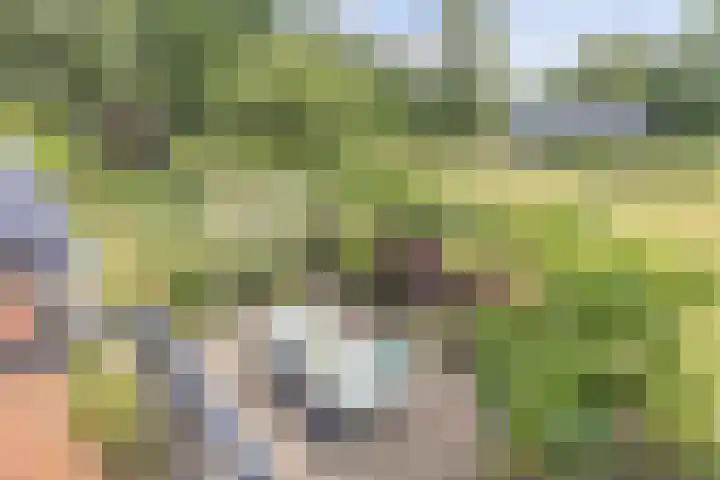 Hegewei 11 Nijega thumbnail 4