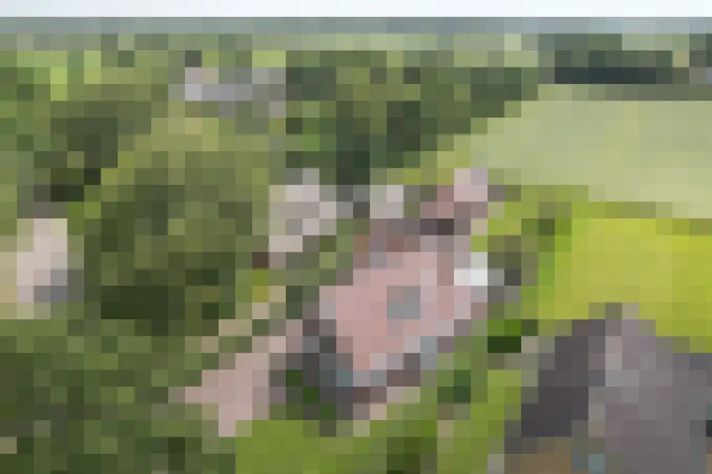 Hegewei 34 Nijega thumbnail 17