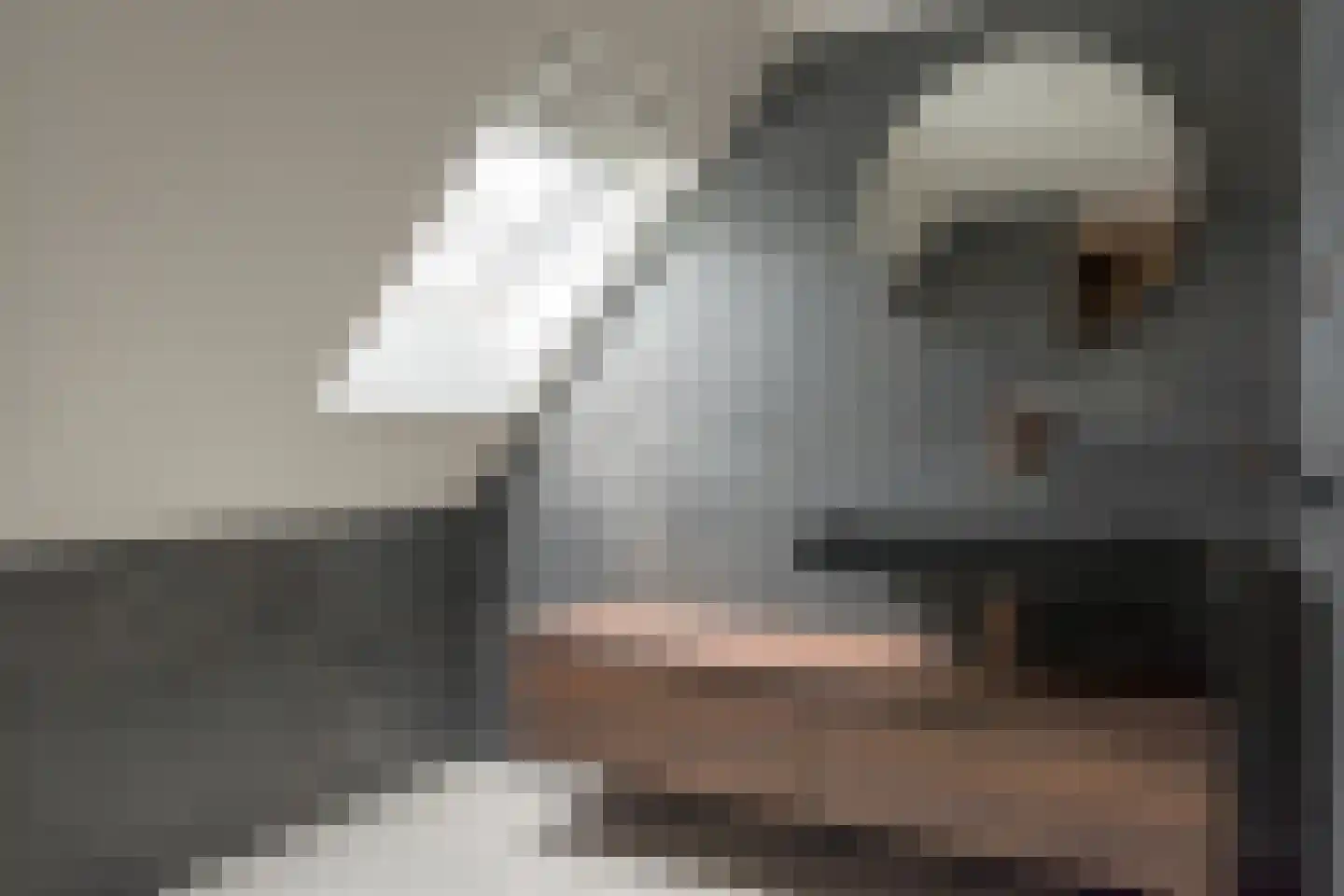 Hegewei 34 Nijega thumbnail 47