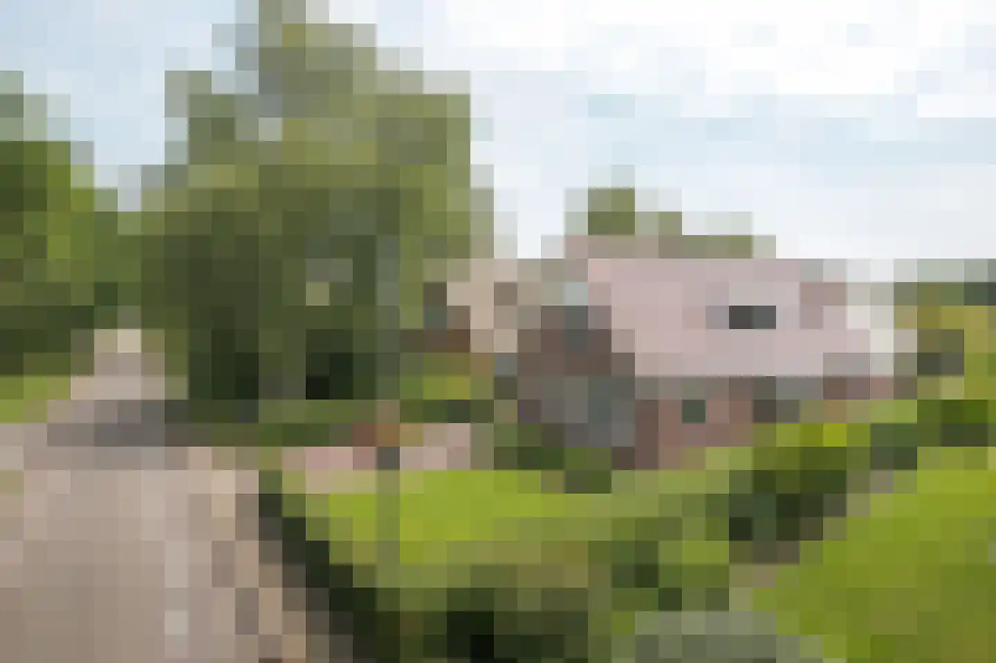 Hegewei 34 Nijega thumbnail 7