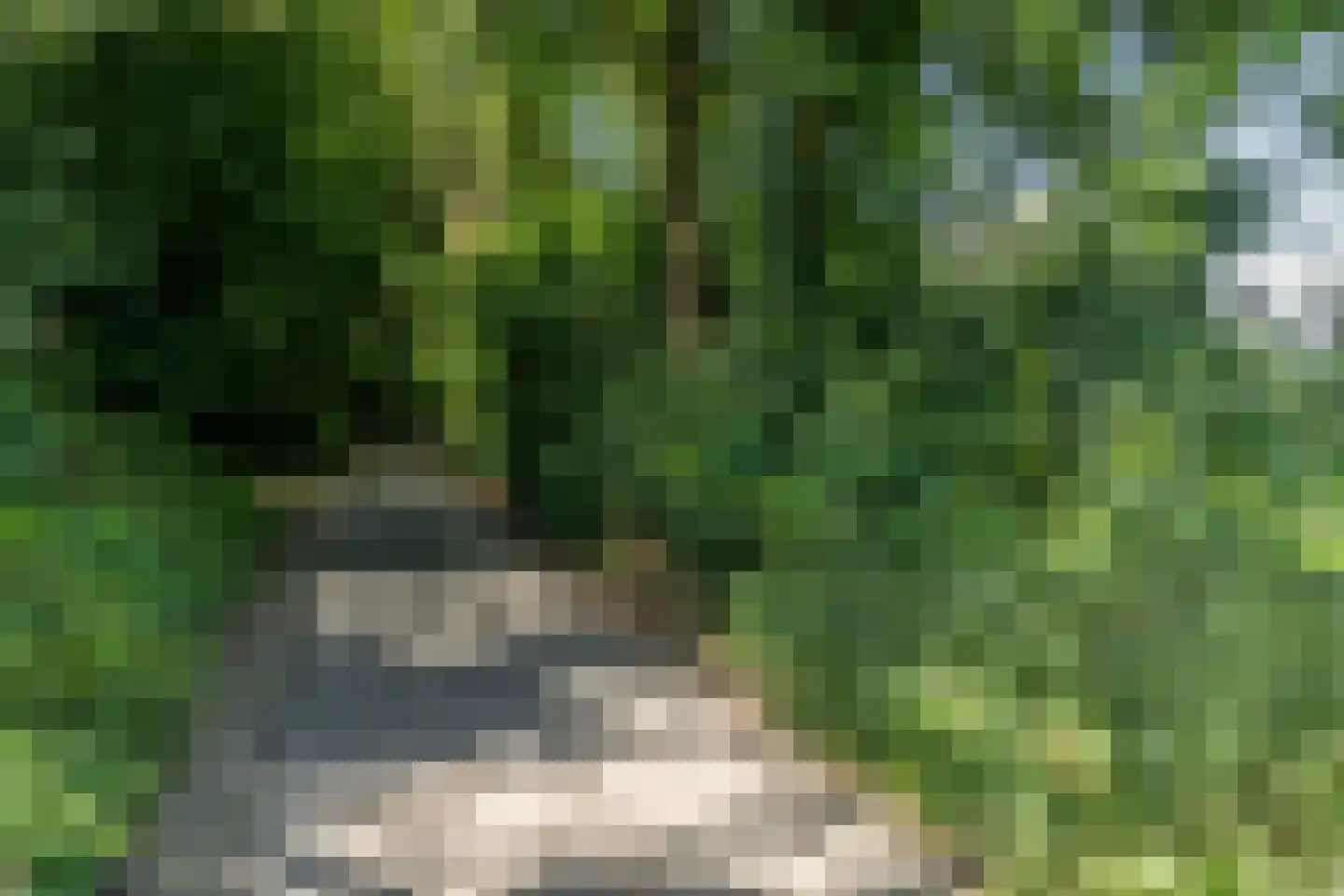 Hegge 17 Schinnen thumbnail 54