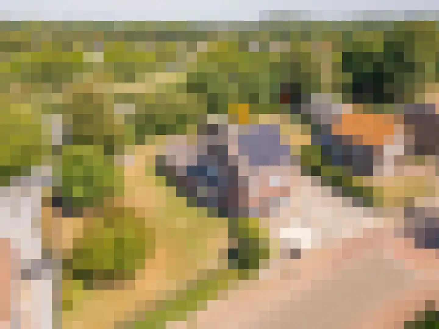 Hegge 24 Schinnen thumbnail 34
