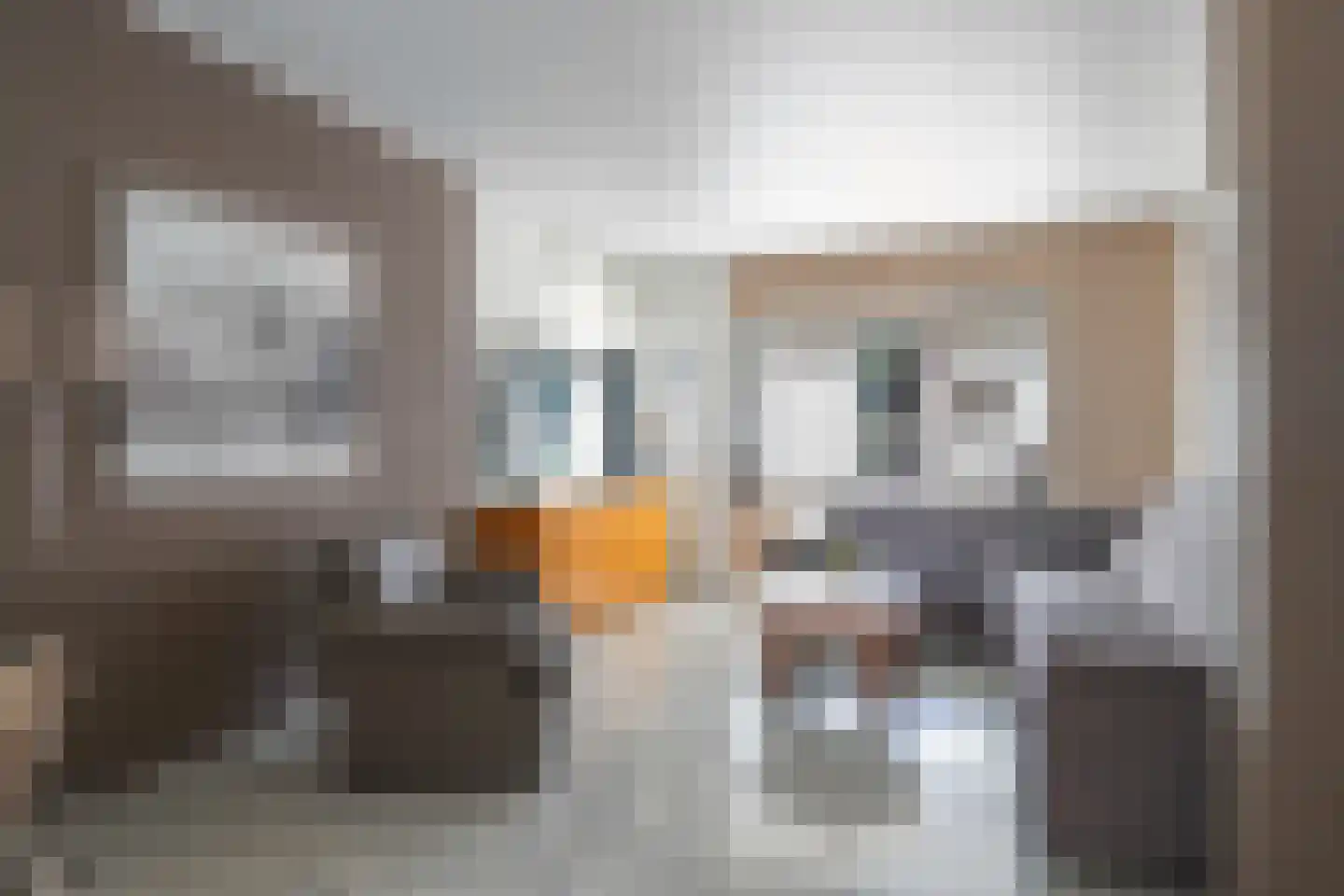 Hegge 24 Schinnen thumbnail 5