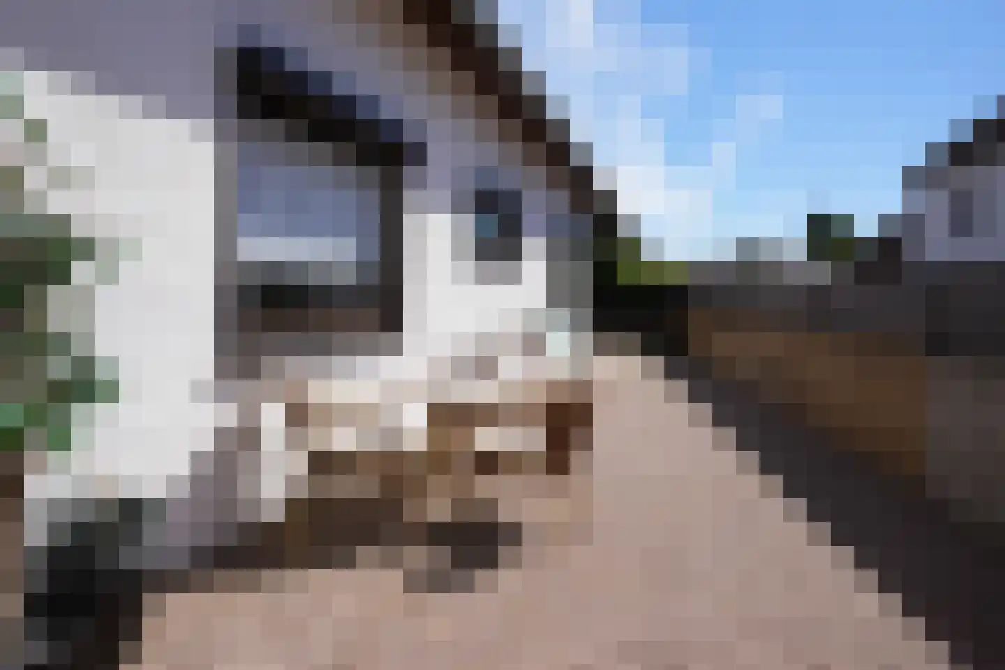 Hegge 3 Schinnen thumbnail 30