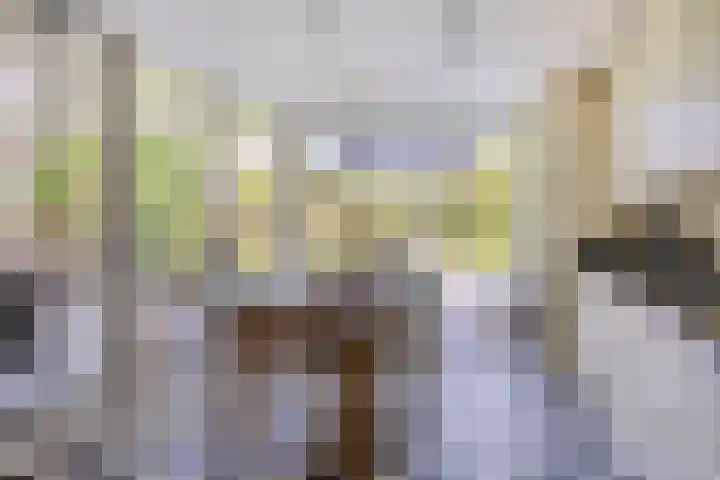 Hegge 32 Schinnen thumbnail 17