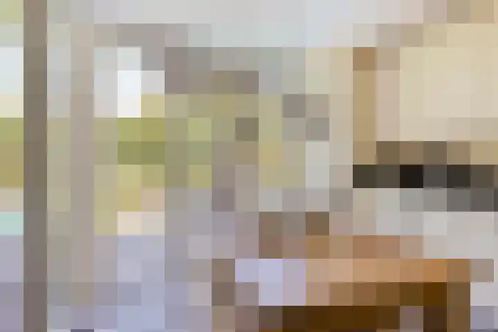 Hegge 32 Schinnen thumbnail 19