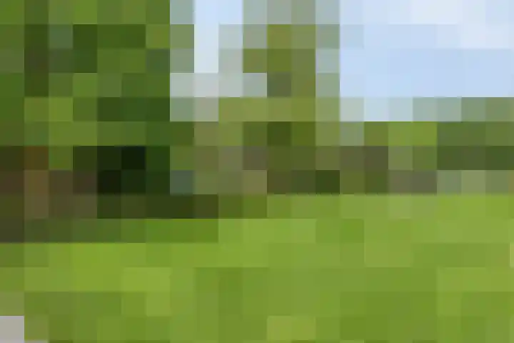 Hegge 32 Schinnen thumbnail 24