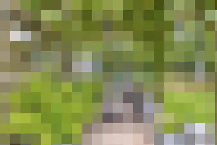 Hegge 32 Schinnen thumbnail 26