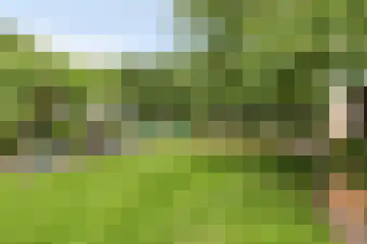 Hegge 32 Schinnen thumbnail 5
