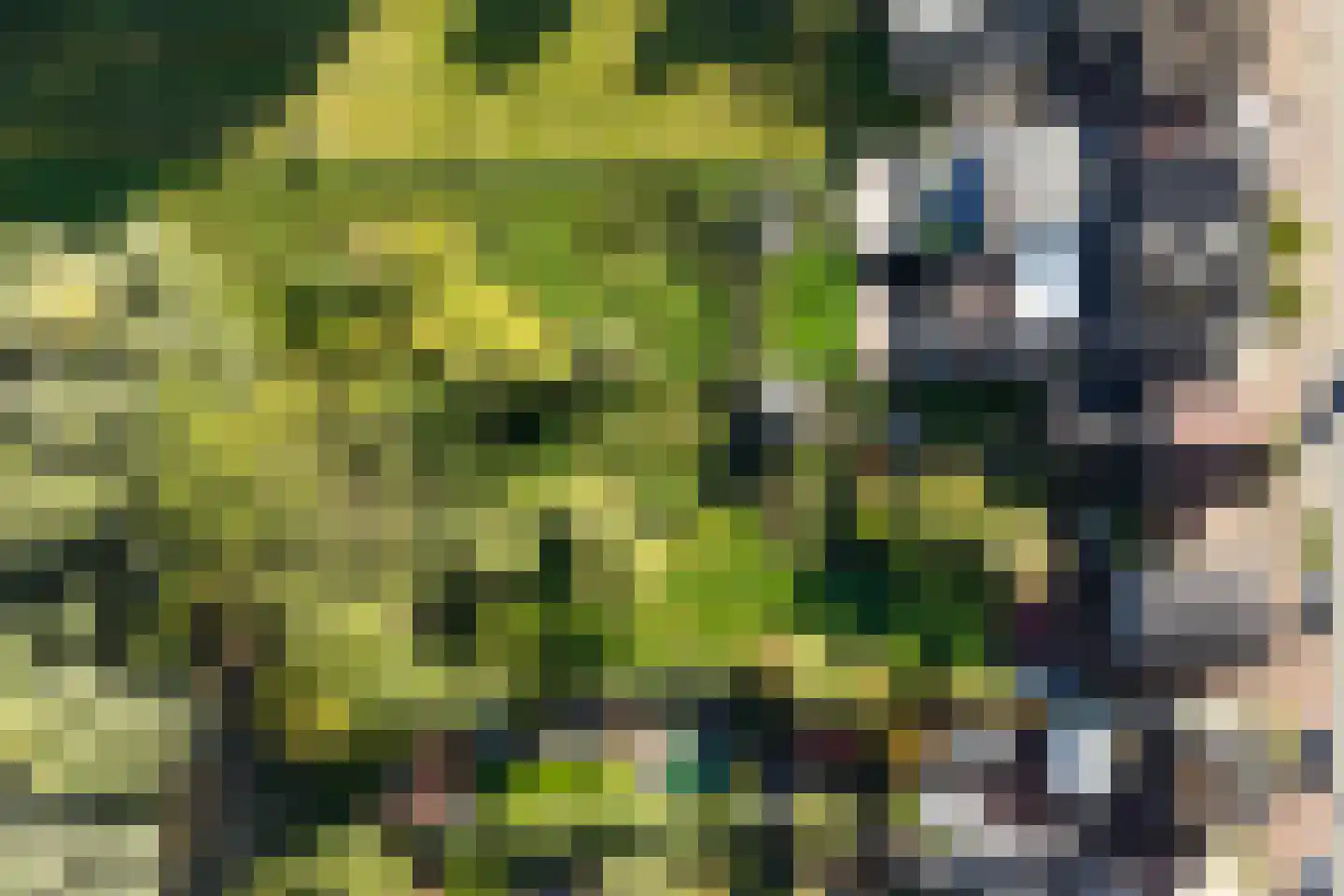 Hegge 88 Schinnen thumbnail 4