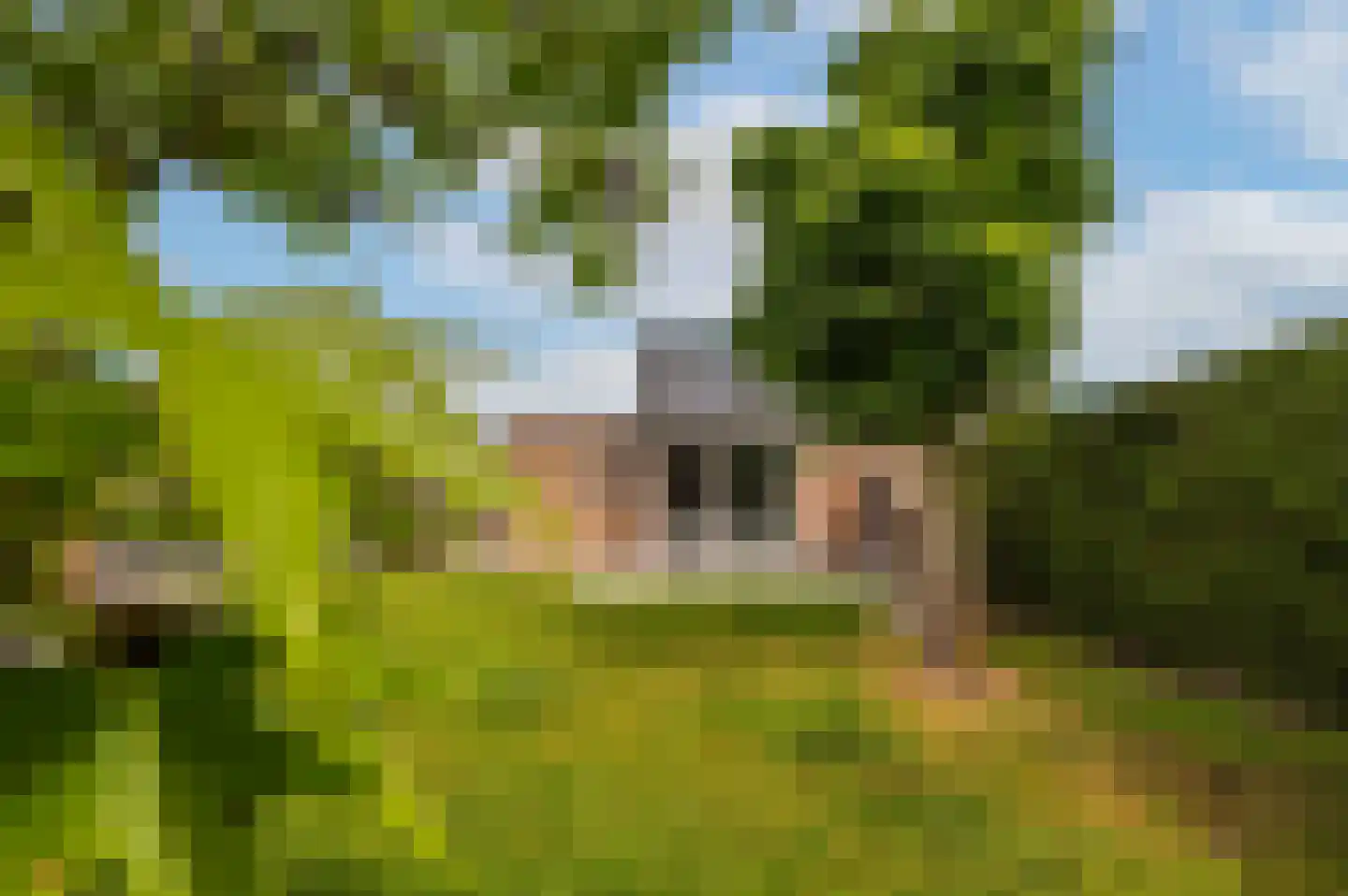 Heggerank 1 A Nieuwvliet thumbnail 10