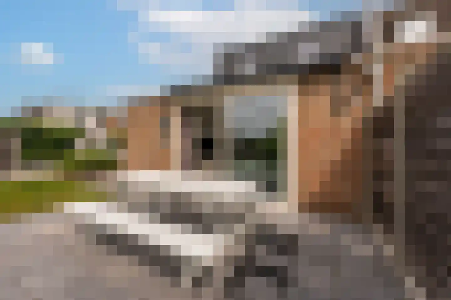 Heggerank 1 A Nieuwvliet thumbnail 12