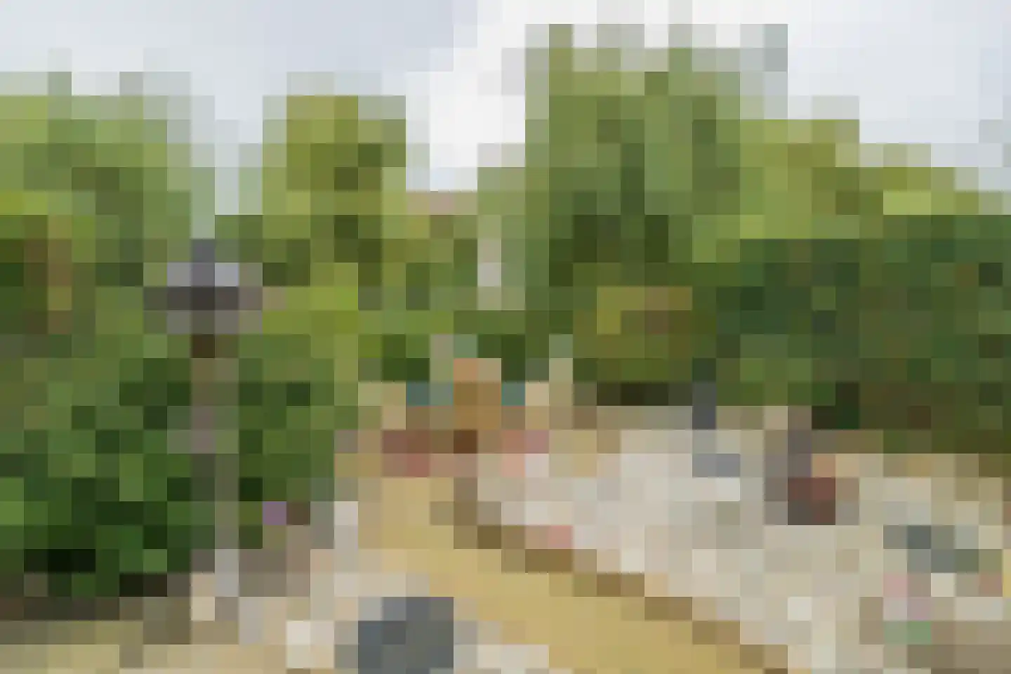 Heggerank 10 Noordwijkerhout thumbnail 17