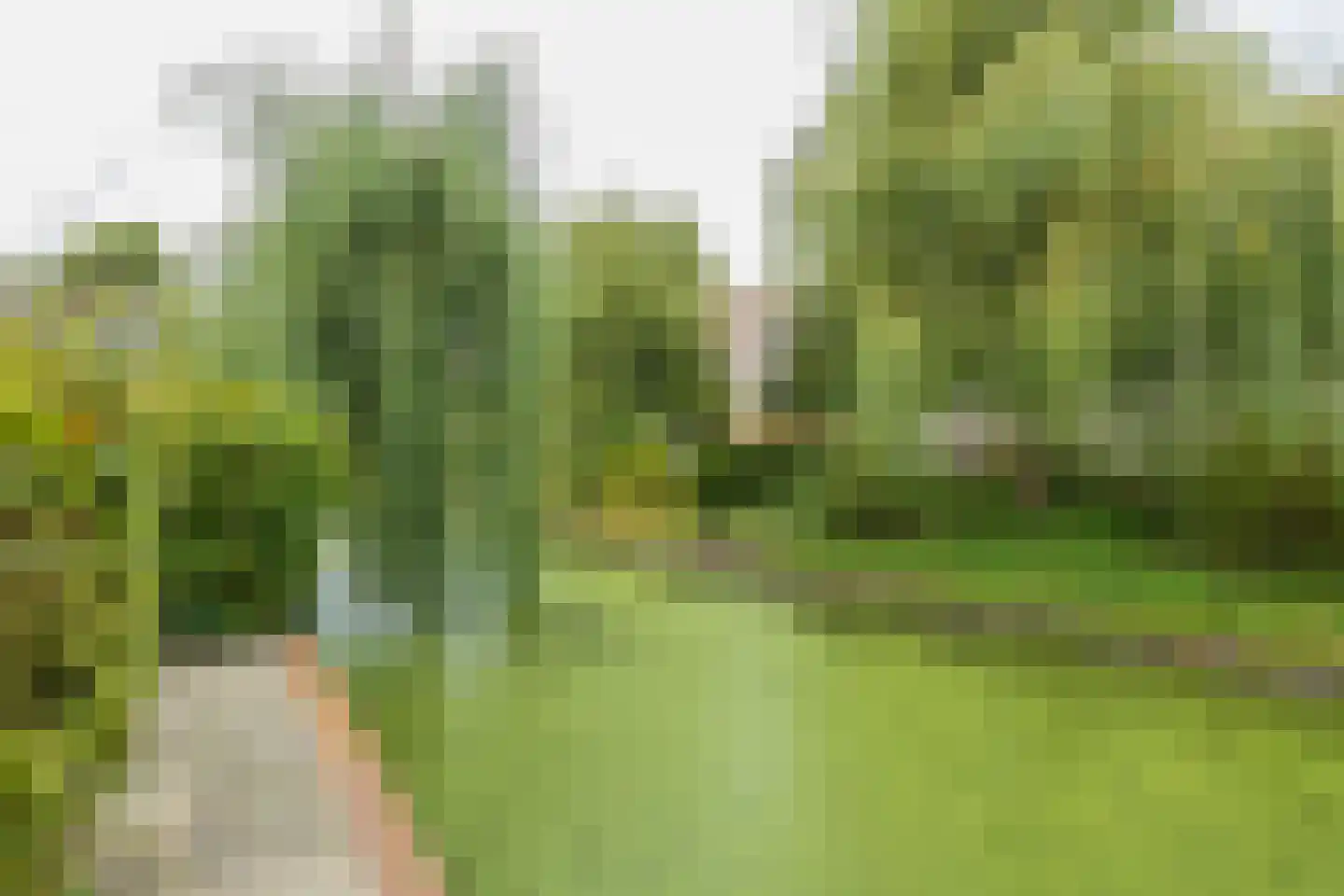 Heggerank 10 Noordwijkerhout thumbnail 22