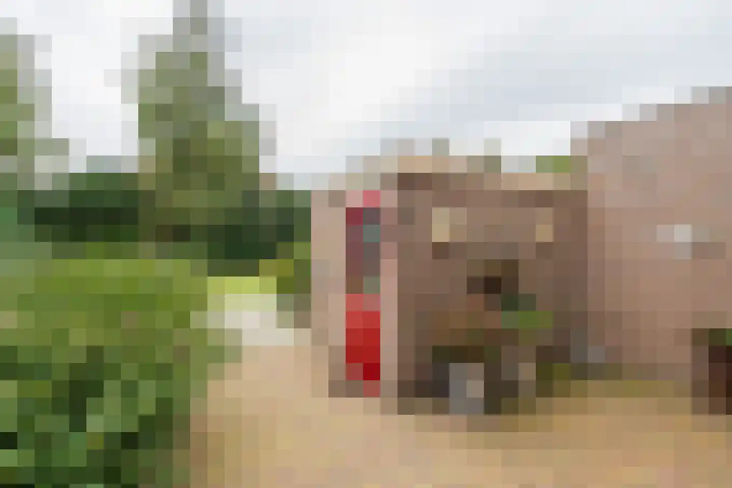 Heggerank 10 Noordwijkerhout thumbnail 4