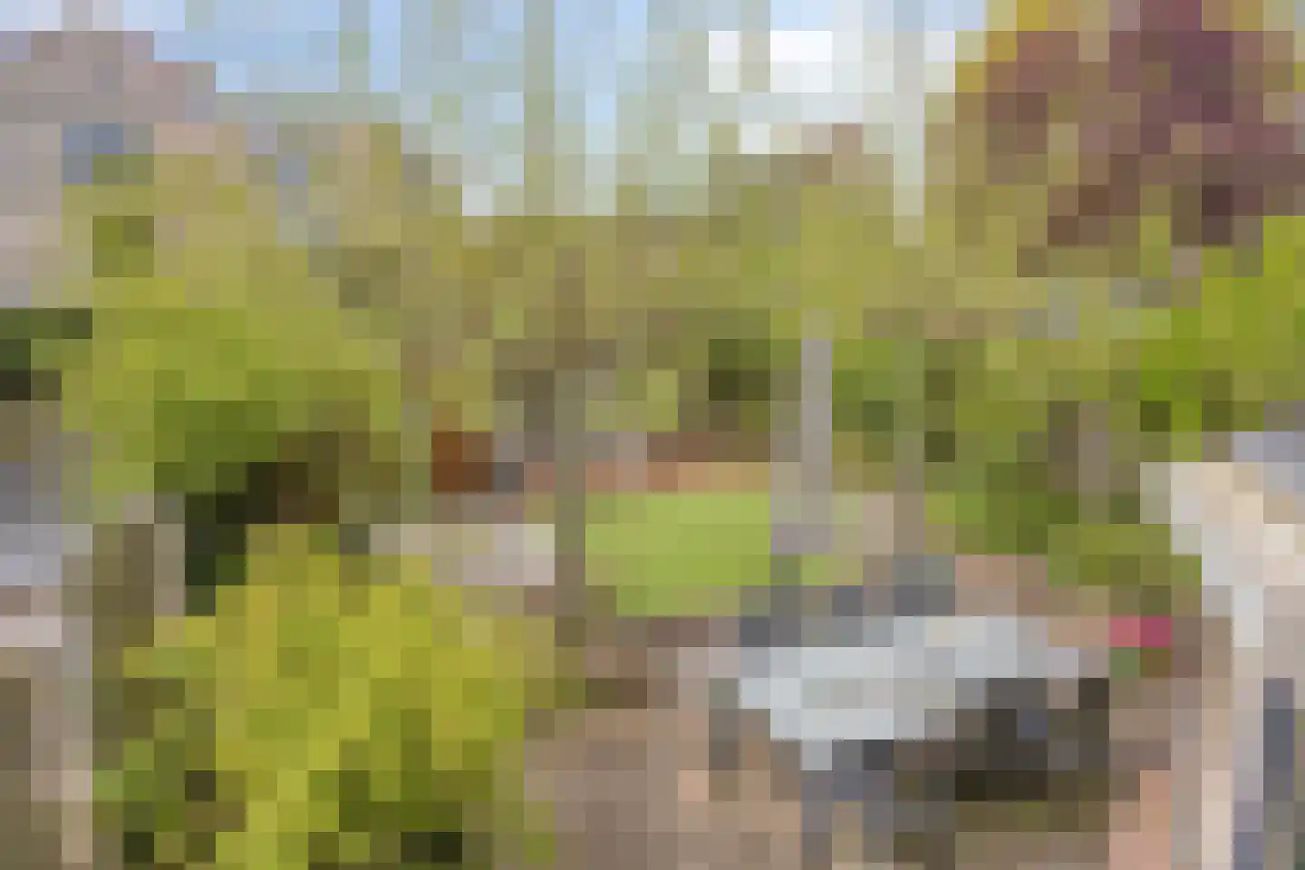Heggerank 105 Cuijk thumbnail 37