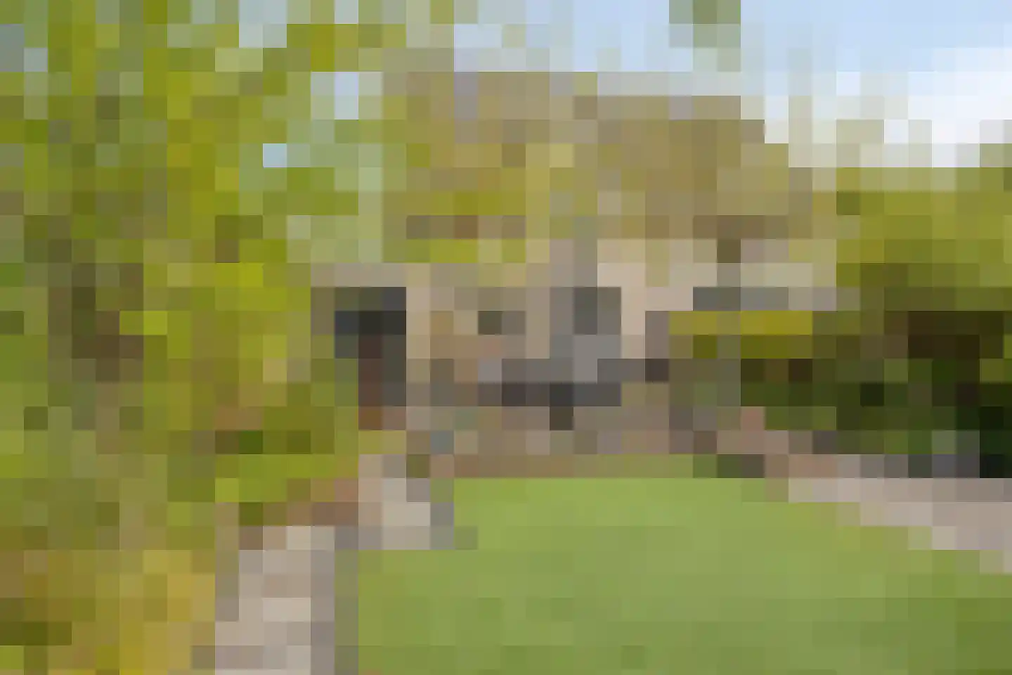 Heggerank 105 Cuijk thumbnail 40