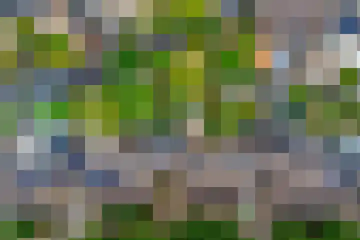 Heggerank 15 Cuijk thumbnail 47