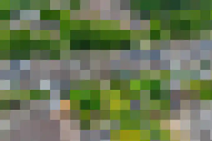Heggerank 15 Cuijk thumbnail 51