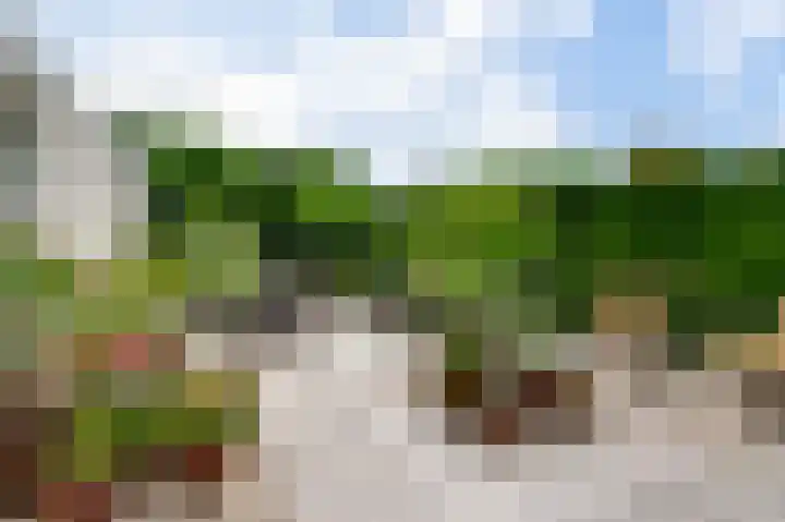 Heggerank 19 Echt thumbnail 40
