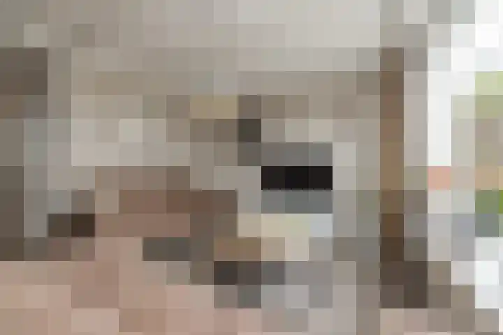 Heggerank 3 Noordwijkerhout thumbnail 8