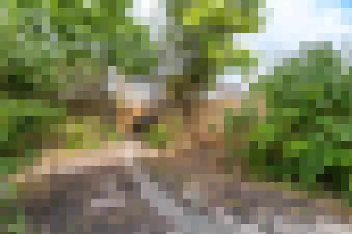 Heggerank 40 Nieuwegein thumbnail 12