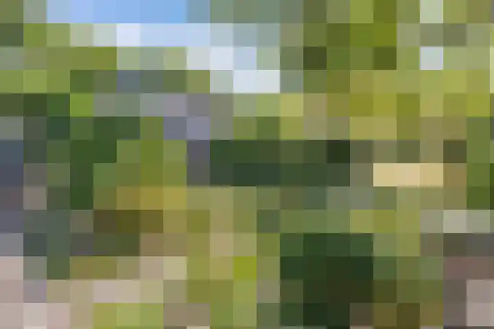 Heggewikke 28 Duiven thumbnail 10