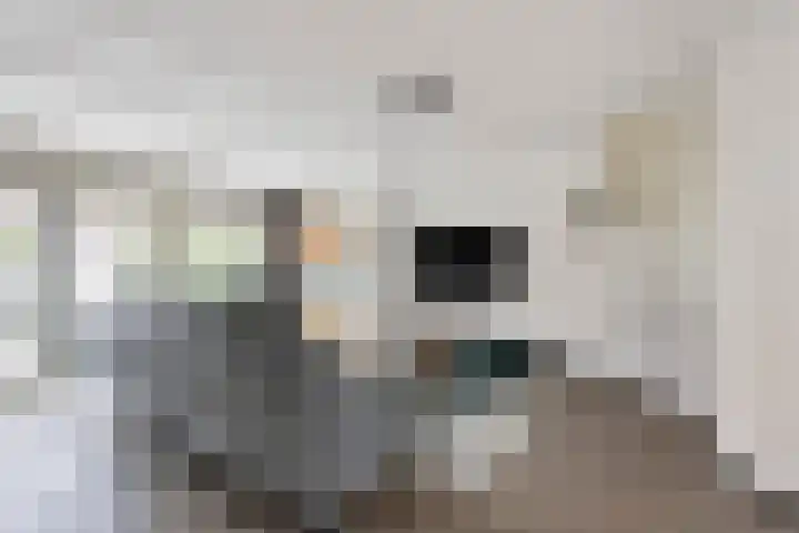 Heggewikke 28 Duiven thumbnail 13