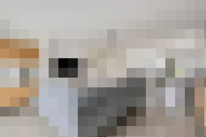 Heggewikke 28 Duiven thumbnail 15