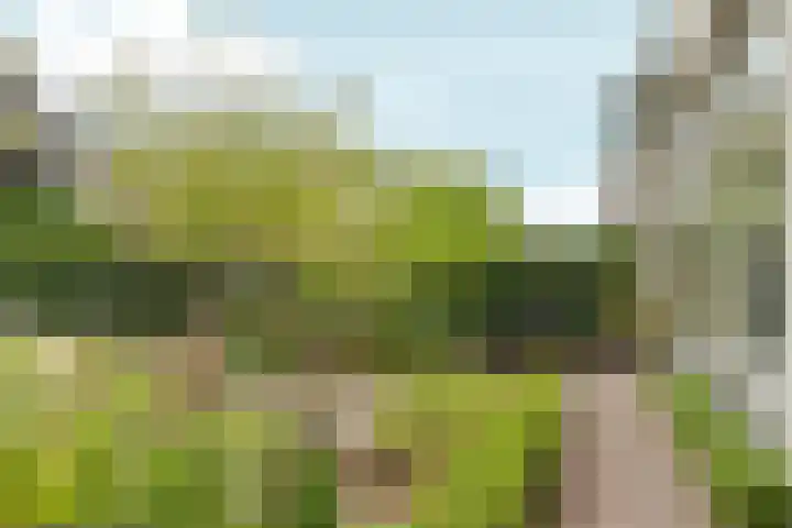 Heggewikke 28 Duiven thumbnail 8