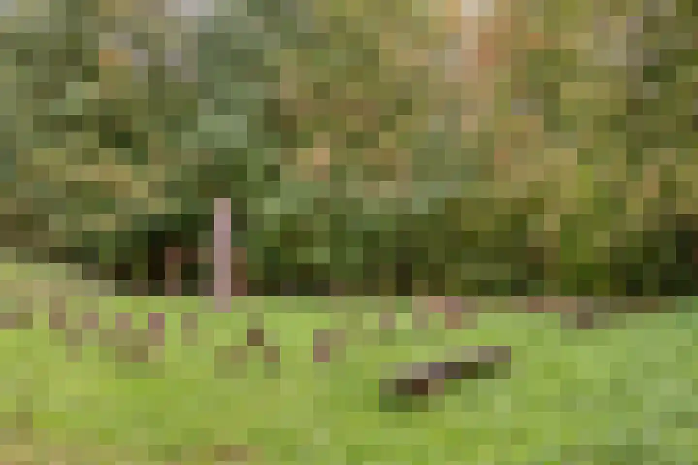 Heggewikke 30 Landgraaf thumbnail 45