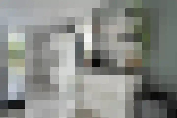 Heideblauwtje 21 Wolvega thumbnail 7