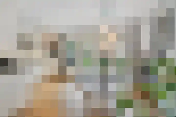Heideblauwtje 4 Someren thumbnail 10