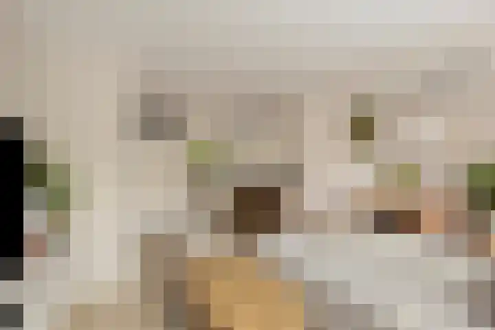 Heidekruid 12 Rotterdam thumbnail 15