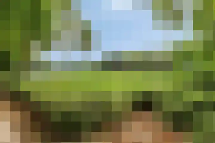 Heidekruid 12 Rotterdam thumbnail 61