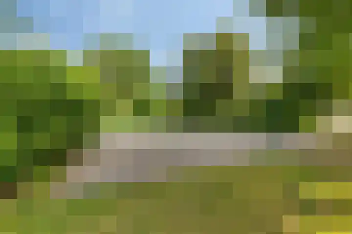 Heidekruid 12 Rotterdam thumbnail 62