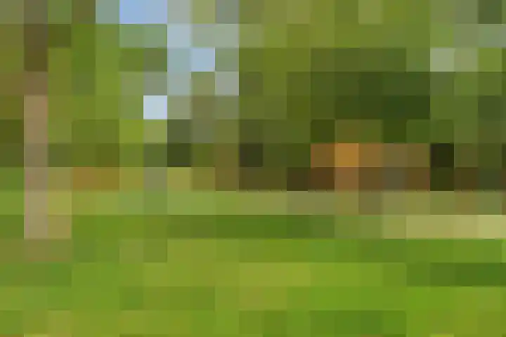 Heidekruid 12 Rotterdam thumbnail 63