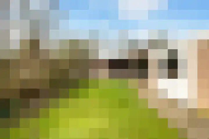 Heidelaan 8 Ermelo thumbnail 25