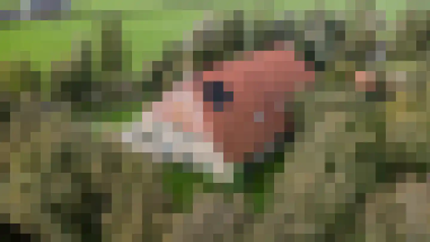 Heidenskipsterdyk 38 It Heidenskip thumbnail 25