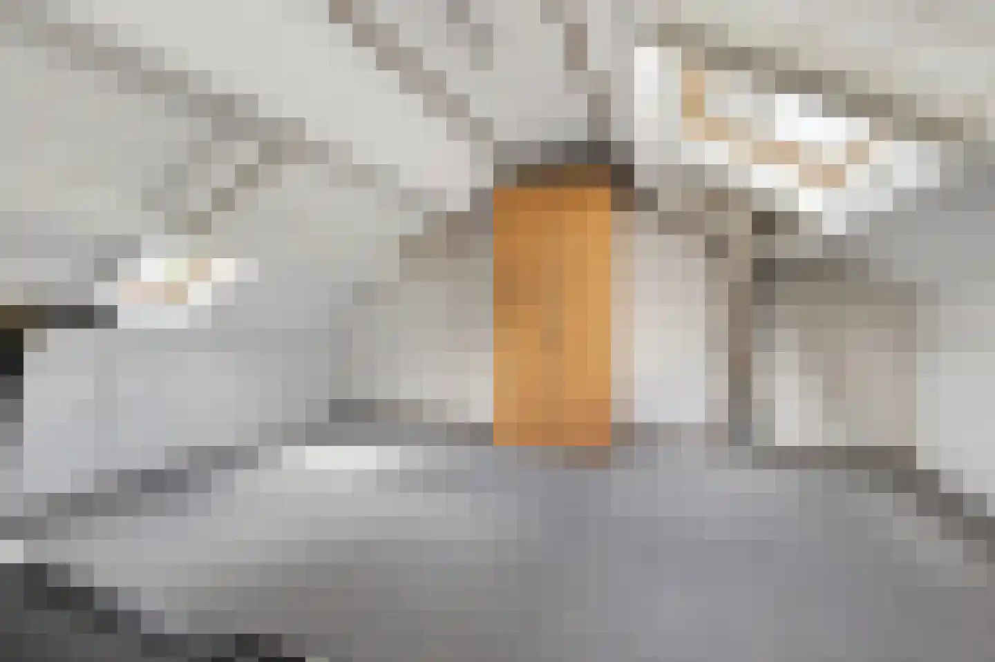 Heidepad 12 Wezep thumbnail 31