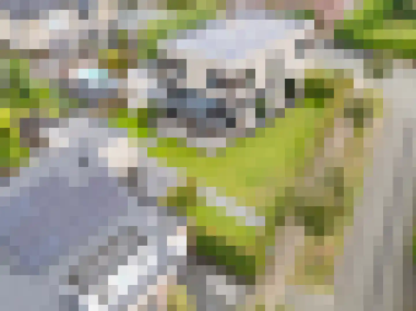 Heidepad 2 Bergen L thumbnail 39