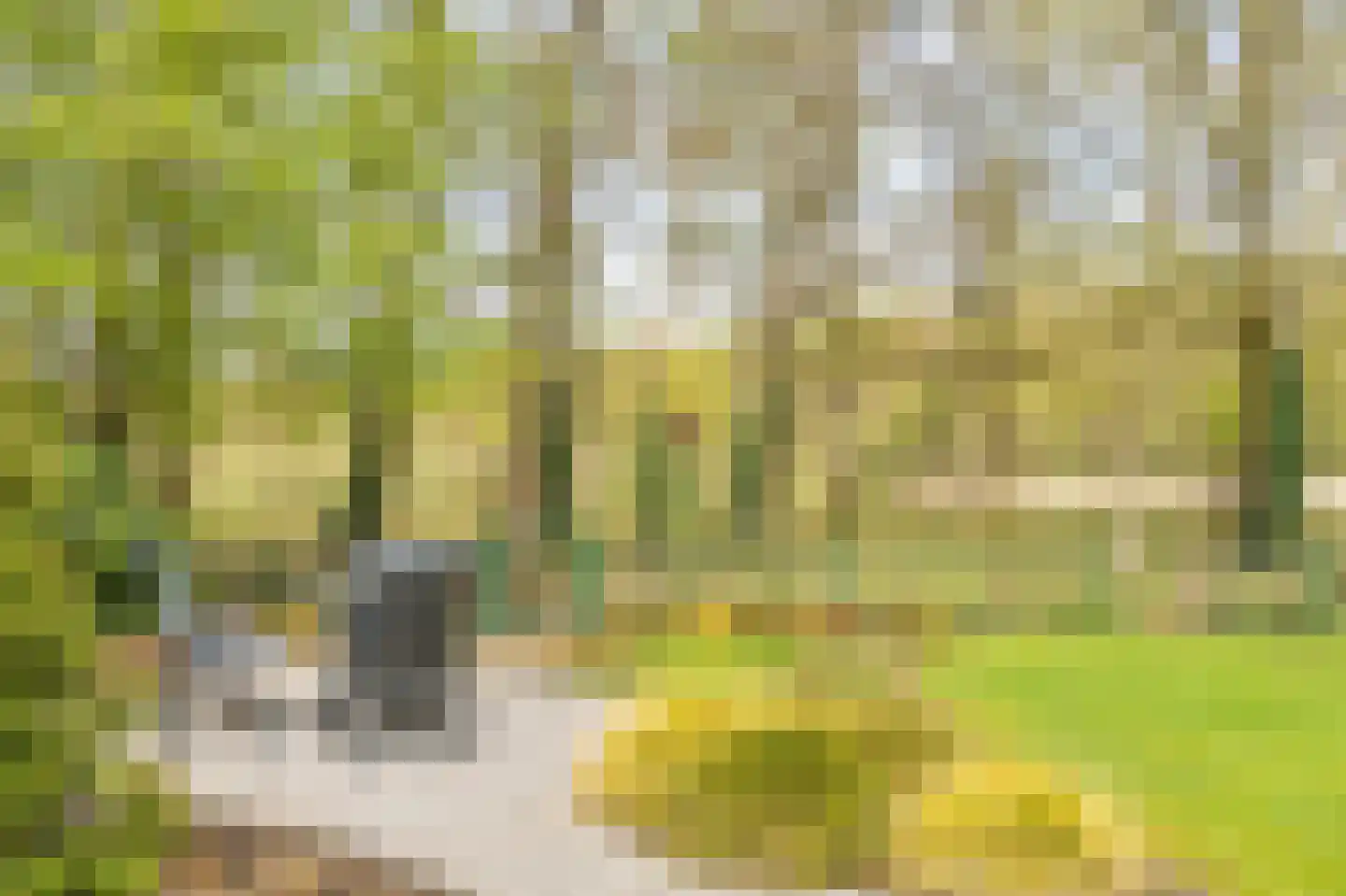 Heidestraat 101 A23 Susteren thumbnail 21