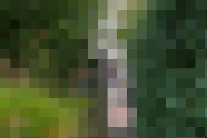 Heidestraat 88 Susteren thumbnail 29