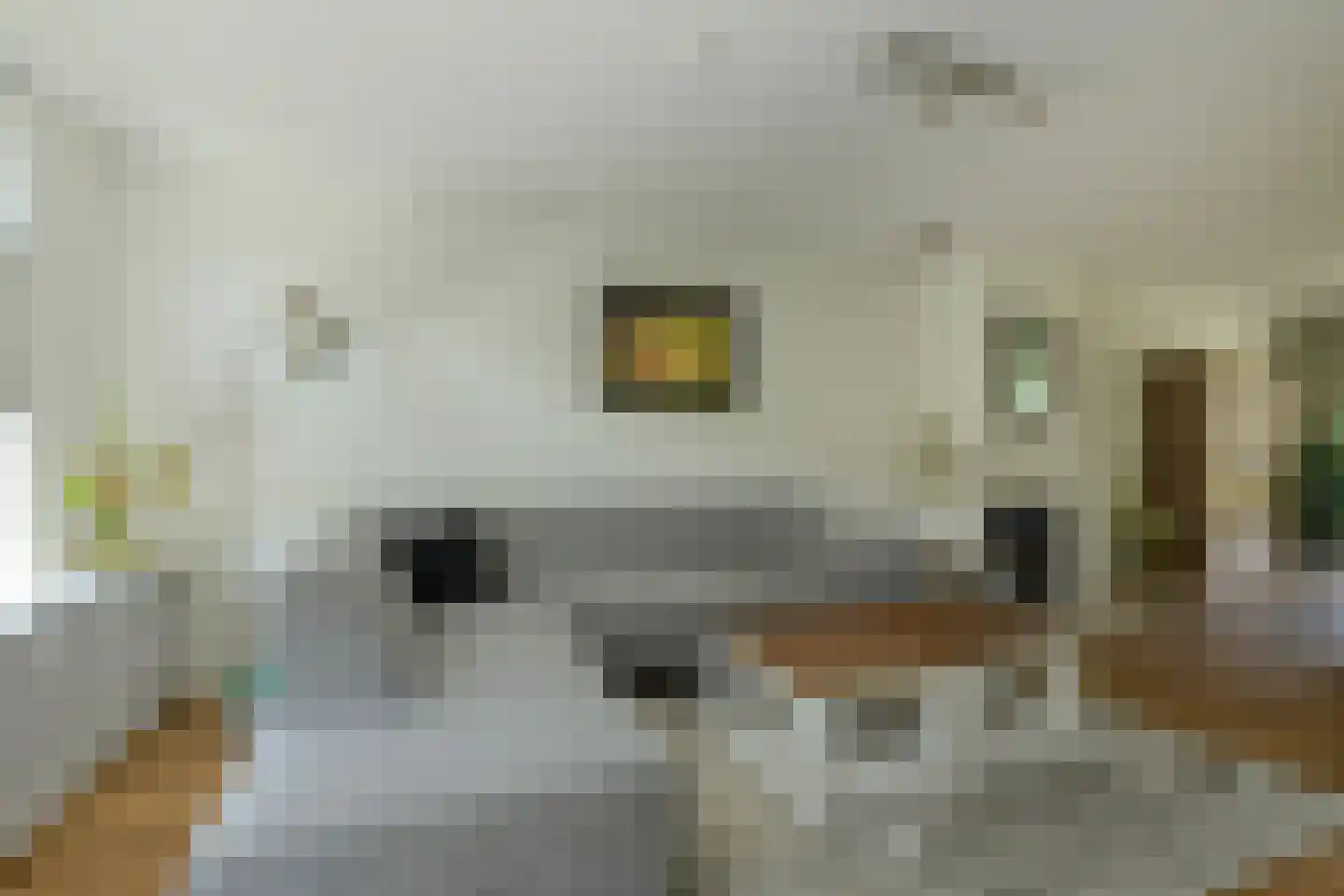 Heideveen 8 Breda thumbnail 5