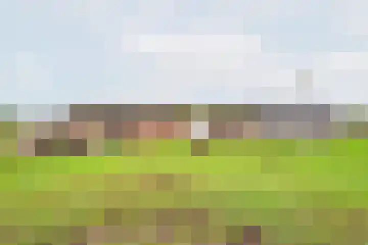 Heideveld 7 Kilder thumbnail 41