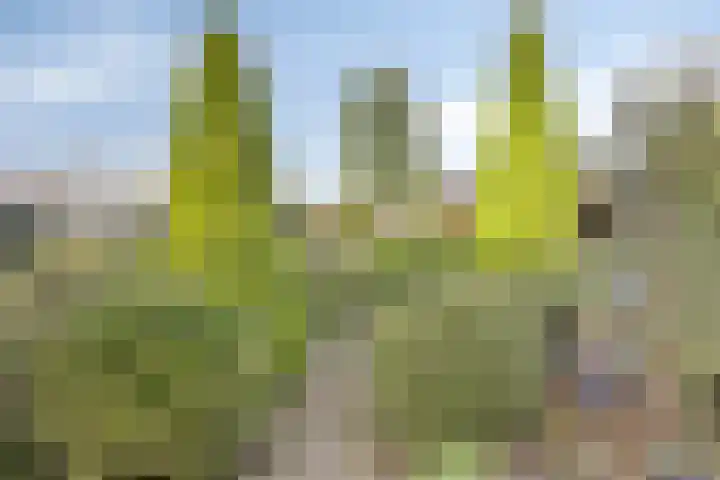 Heideveldweg 1 Overdinkel thumbnail 29