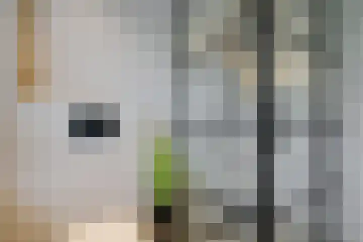 Heidewal 23 Erica thumbnail 26