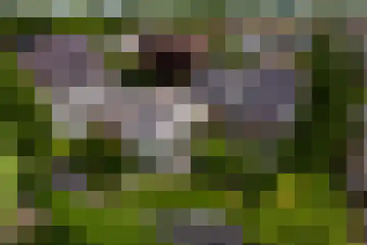 Heideweg 12 Heel thumbnail 53