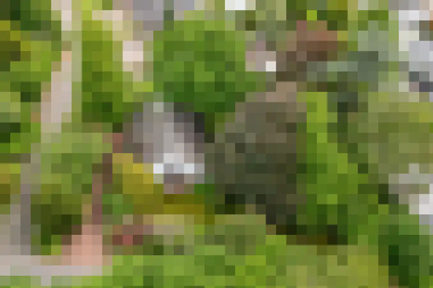 Heideweg 2 Heel thumbnail 50